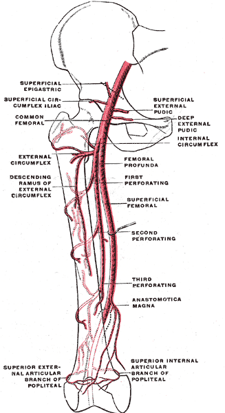 File:Gray548.png