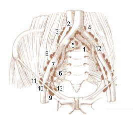 File:Illu lymph chain10.jpg