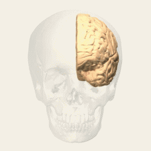 File:Brodmann area 32 animation small.gif