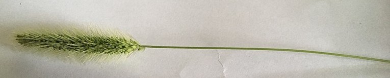 File:Setaria sp. inflorescence.jpg