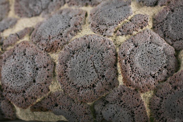 File:The Childrens Museum of Indianapolis - Glyptodon scute - detail.jpg
