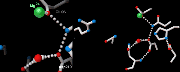 File:APEndonucleasecartoon.gif
