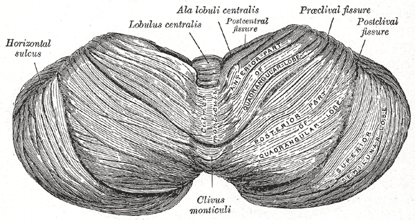 File:Gray702.png