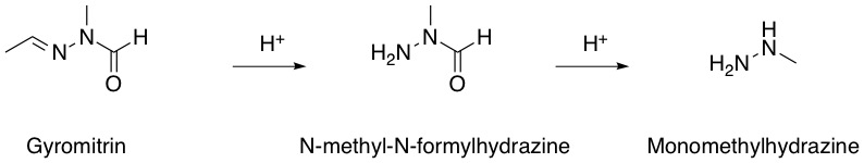 File:Gyromitrin mechanism of action.jpg
