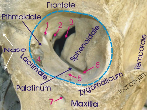File:Orbita mensch.jpg