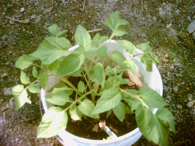 File:Potato-leaf.jpg