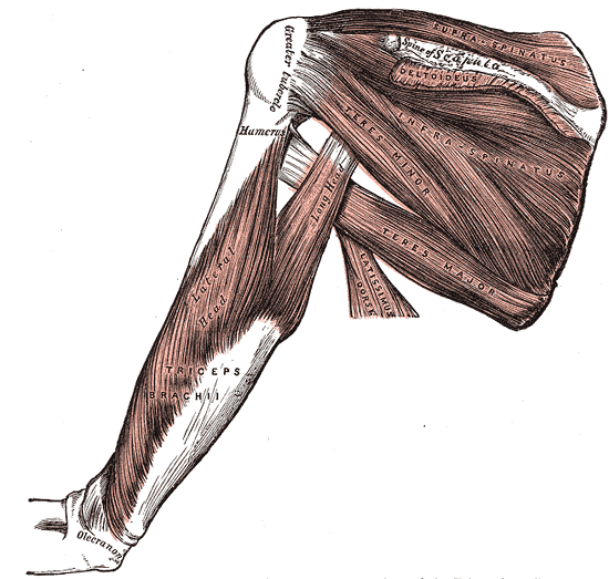 File:Gray412.png
