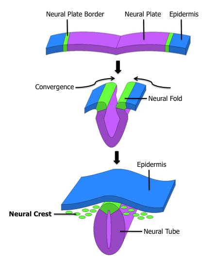 File:Neural Crest.png