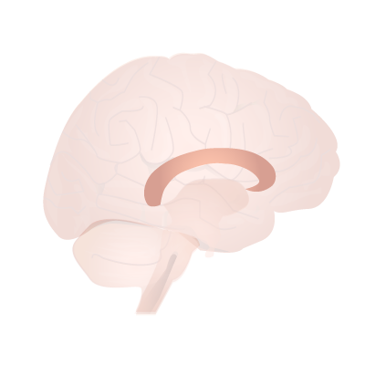 File:201405 corpus callosum.png