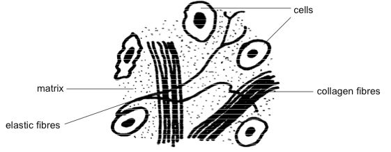 File:Anatomy and physiology of animals loose connective tissue.jpg