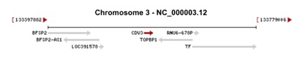 File:CDV3 Chromosome Location.jpg
