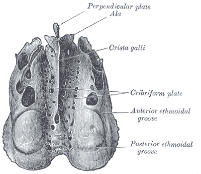 File:Gray149.png