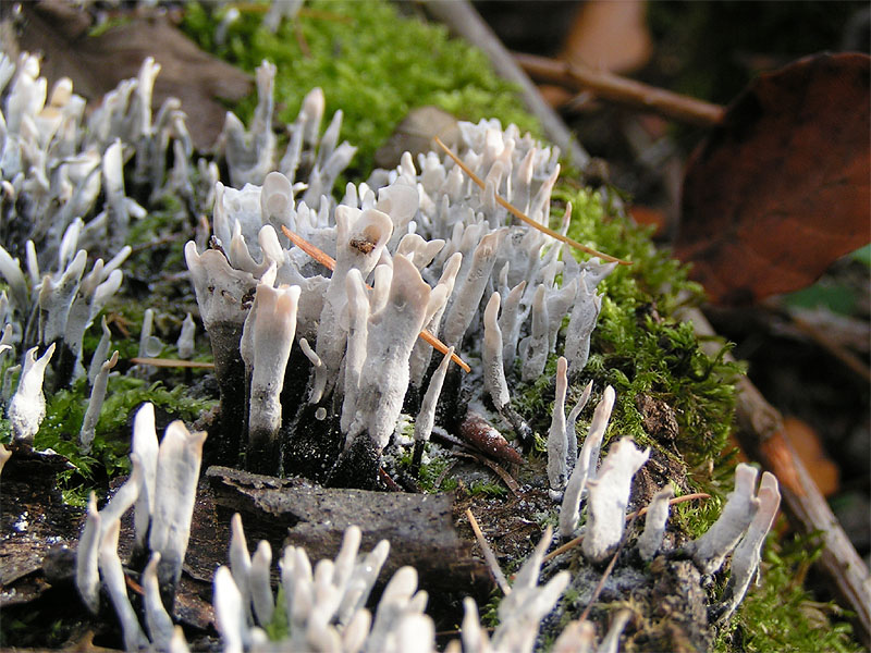 File:Xylaria hypoxylon.jpg