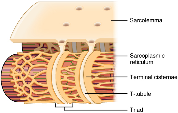 File:1023 T-tubule.jpg