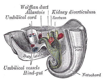 File:Gray1115.png