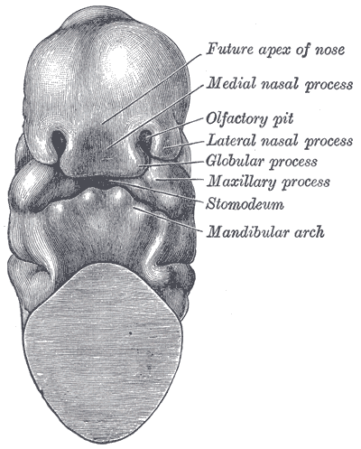 File:Gray978.png