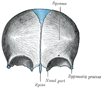 File:Gray136.png