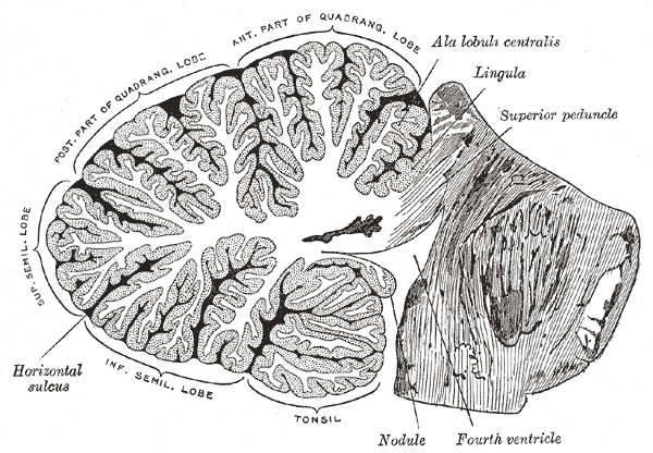 File:Gray704.png