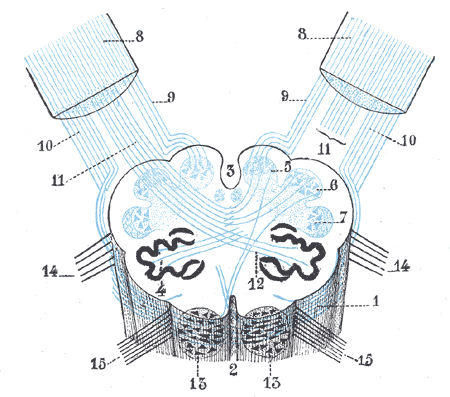 File:Gray699.png