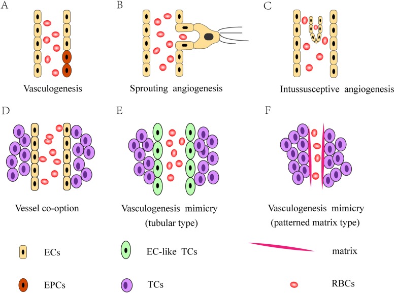 File:Types of Tumor Angiogenesis.jpg