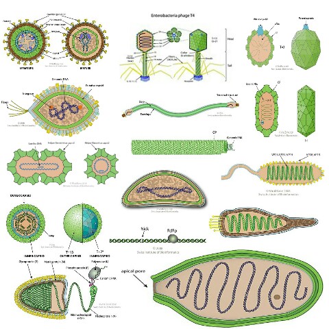 File:Type of viruses.jpg