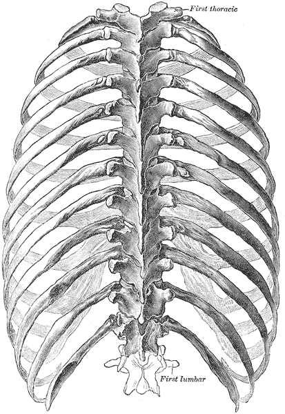 File:Gray113.png