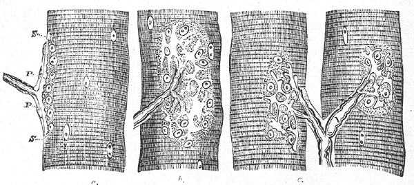 File:Gray637.png