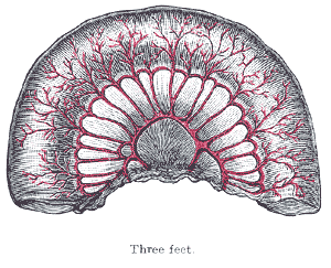 File:Gray1065.png