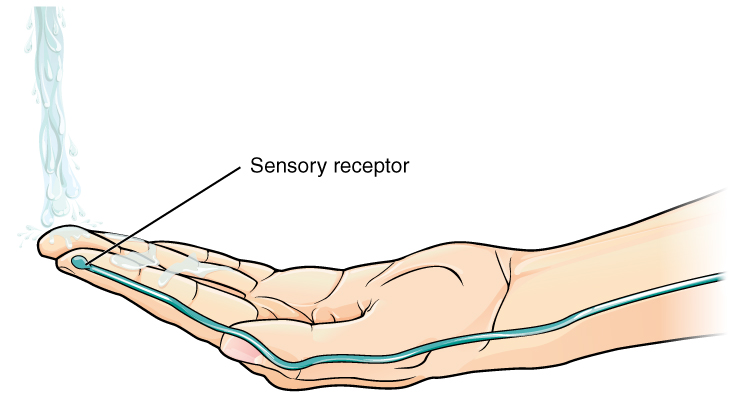 File:1213 Sensory Input Test Water.jpg