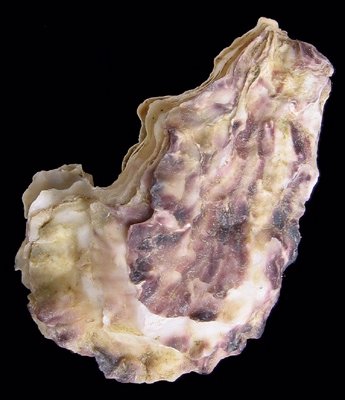 File:Crassostrea angulata-V.jpg