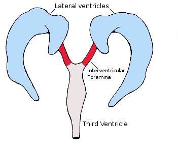 File:Interventricularforamina.jpg