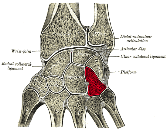 File:Ospoignet - Hamate bone.png