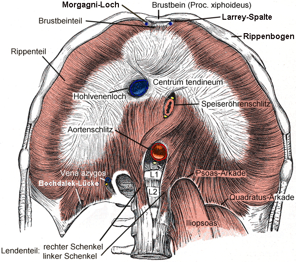 File:Diaphragma.png