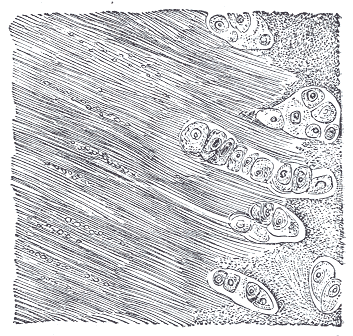 File:Gray294.png