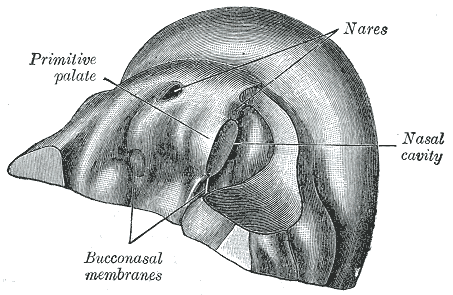 File:Gray49.png