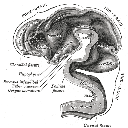 File:Gray653.png