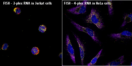 File:Multiplex ViewRNA FISH Assay in Jurkat and HeLa cells.jpg