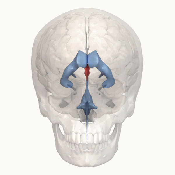 File:3rd ventricle - animation.gif