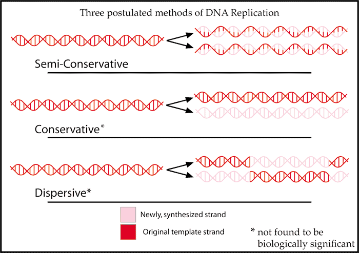 File:DNAreplicationModes.png