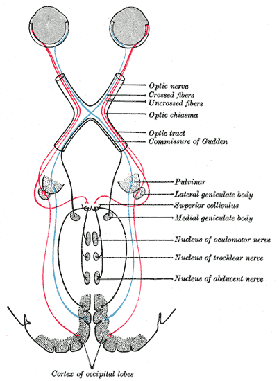 File:Gray774.png