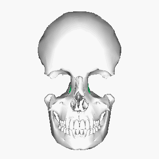 File:Lacrimal bone - animation3.gif