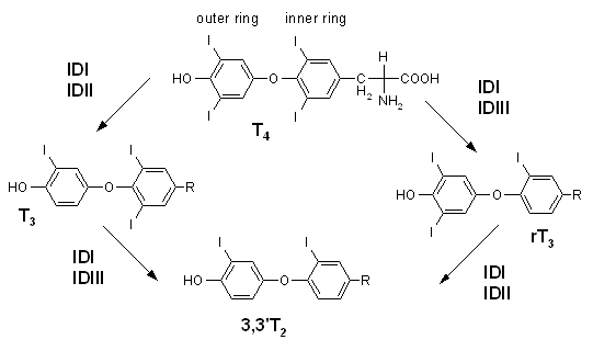 File:Iodothyronine deiodinase.png