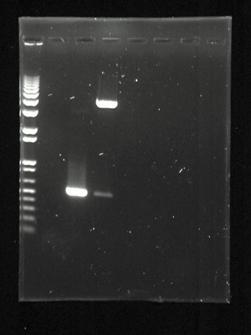 File:Agarosegelphoto.jpg