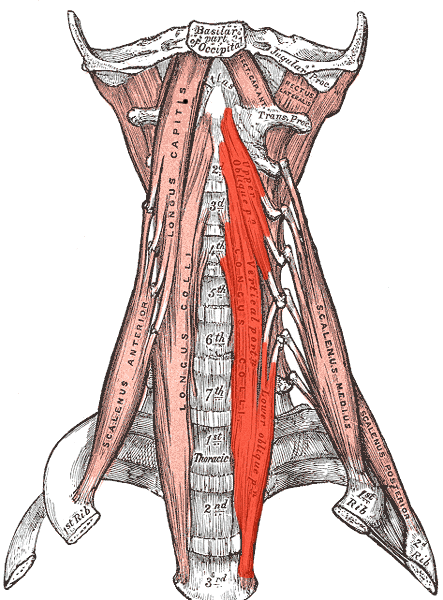 File:Longus colli.png
