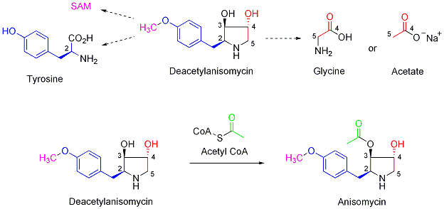 File:Anisomycin biosynthesis.png