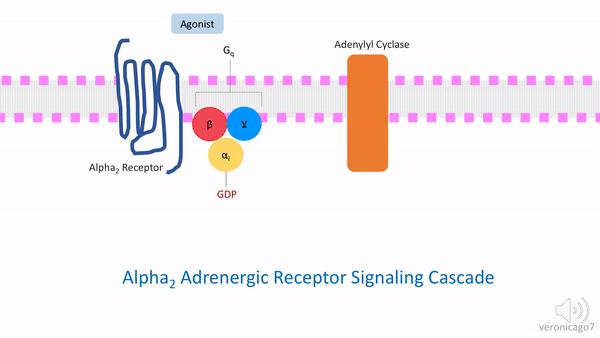 File:A2 receptor signaling.gif