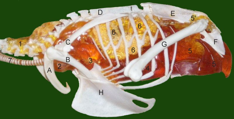 File:Airsacs-bird.jpg
