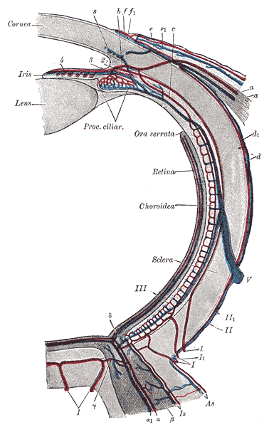 File:Gray877.png
