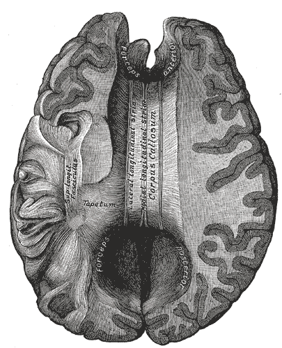 File:Gray733.png