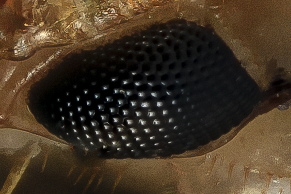 File:20140421 Scutigera coleoptrata left eye.jpg